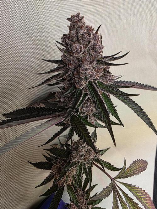 Super Buff Cherry● Colorado Nightshifter. Week 14