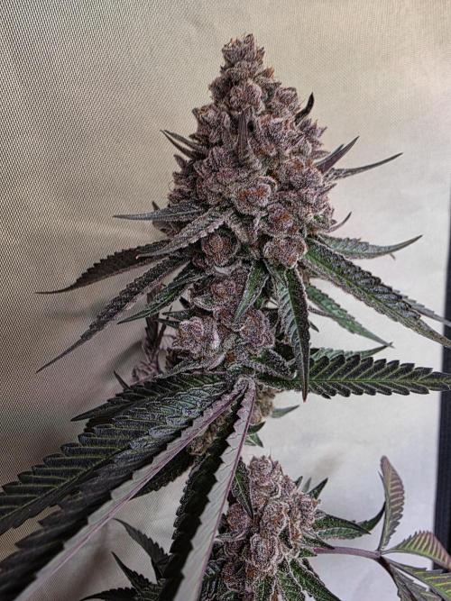 Super Buff Cherry● Colorado Nightshifter. Week 14