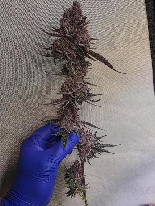 Super Buff Cherry● Colorado Nightshifter. Week 14