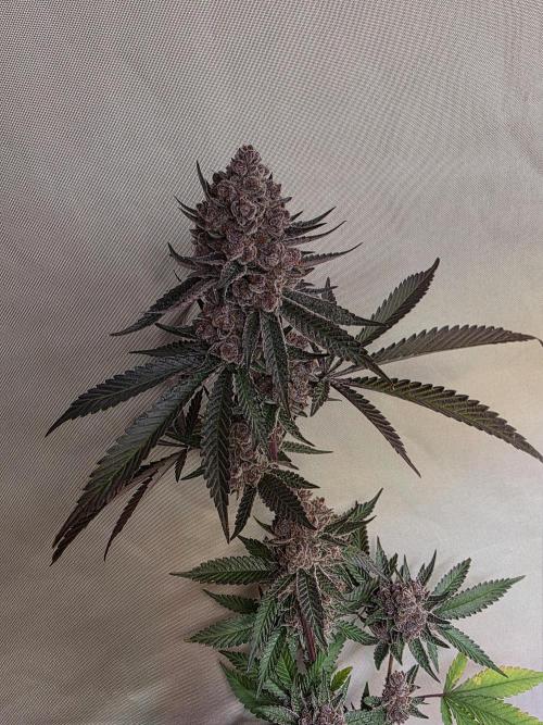 Super Buff Cherry● Colorado Nightshifter. Week 14