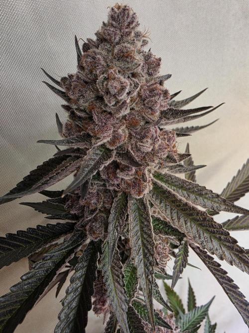 Super Buff Cherry● Colorado Nightshifter. Week 14