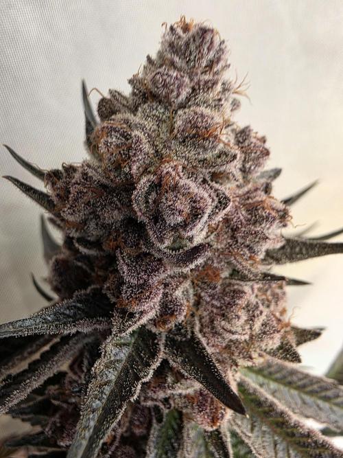 Super Buff Cherry● Colorado Nightshifter. Week 14
