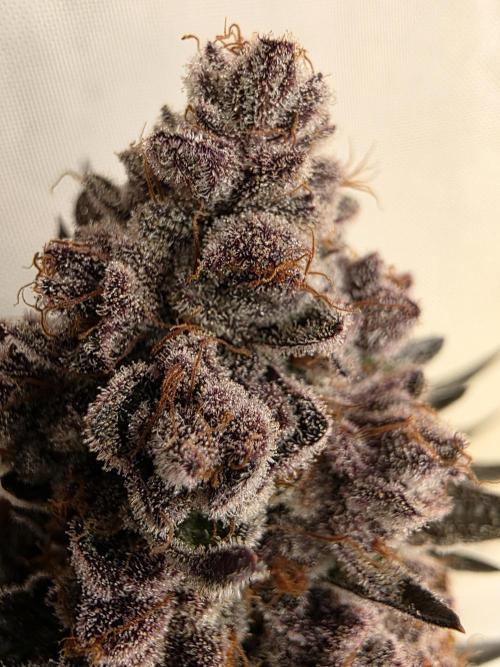 Super Buff Cherry● Colorado Nightshifter. Week 14