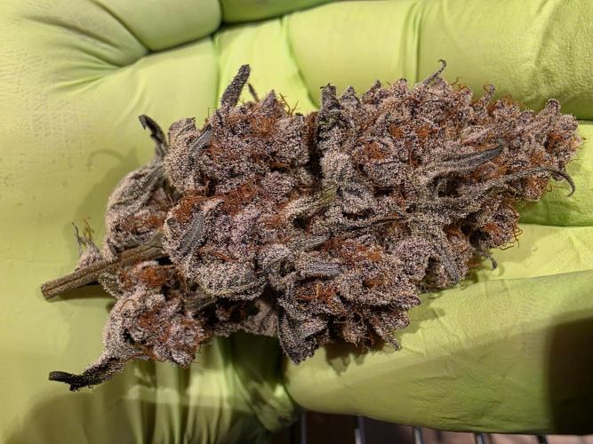 Super Buff Cherry● Colorado Nightshifter. Week 14