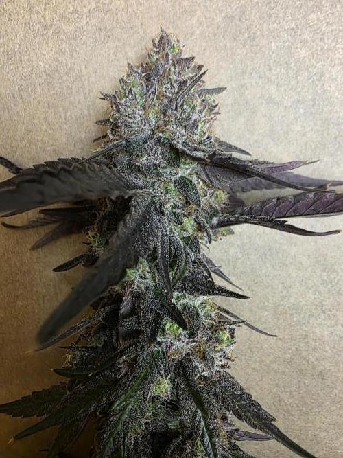 Sherb Creme Pie Steckling. Week 14