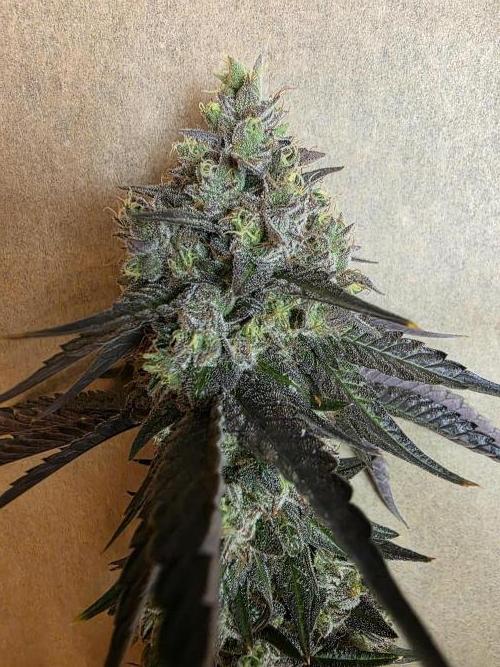 Sherb Creme Pie Steckling. Week 14