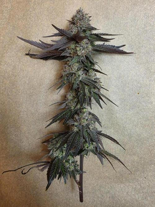 Sherb Creme Pie Steckling. Week 14