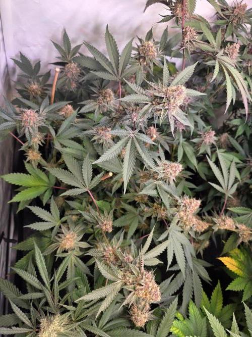 Super Buff Cherry● Colorado Nightshifter. Week 11 - Colorado Nightshifter
