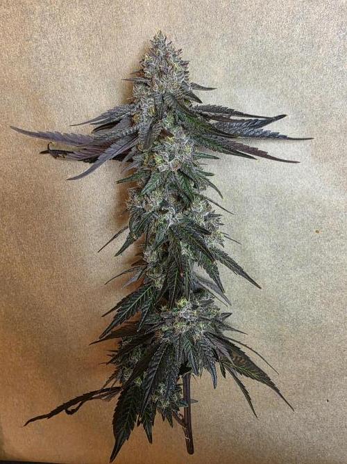 Sherb Creme Pie Steckling. Week 14