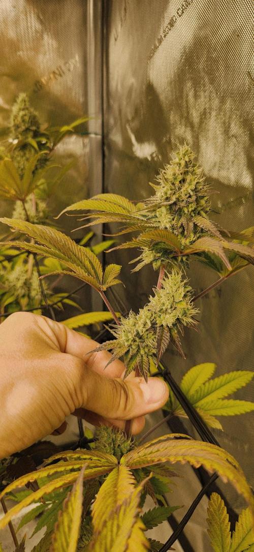 Kosher Kush White Label Freebie. Week 13