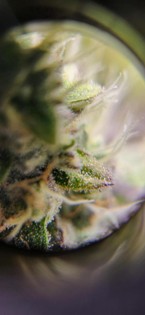 Kosher Kush White Label Freebie. Week 13