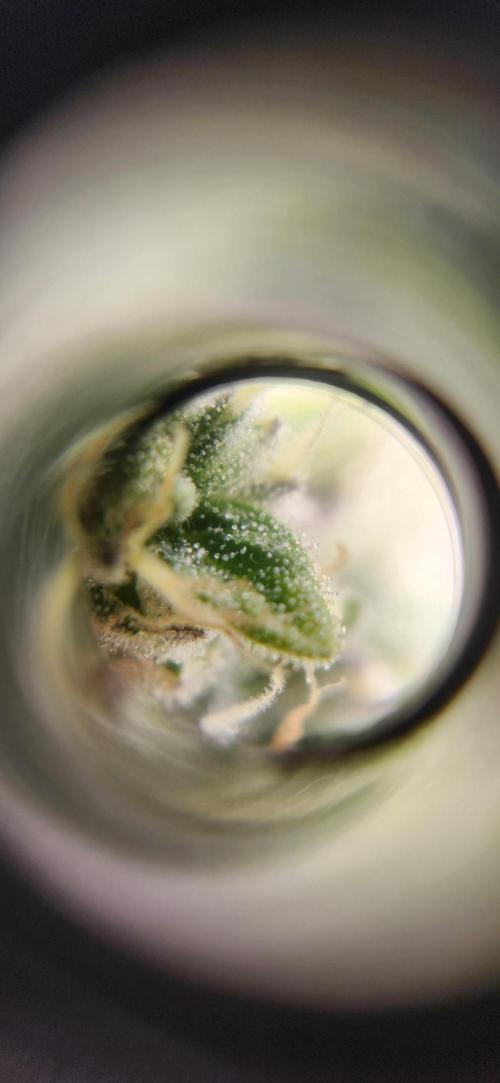 Kosher Kush White Label Freebie. Week 13