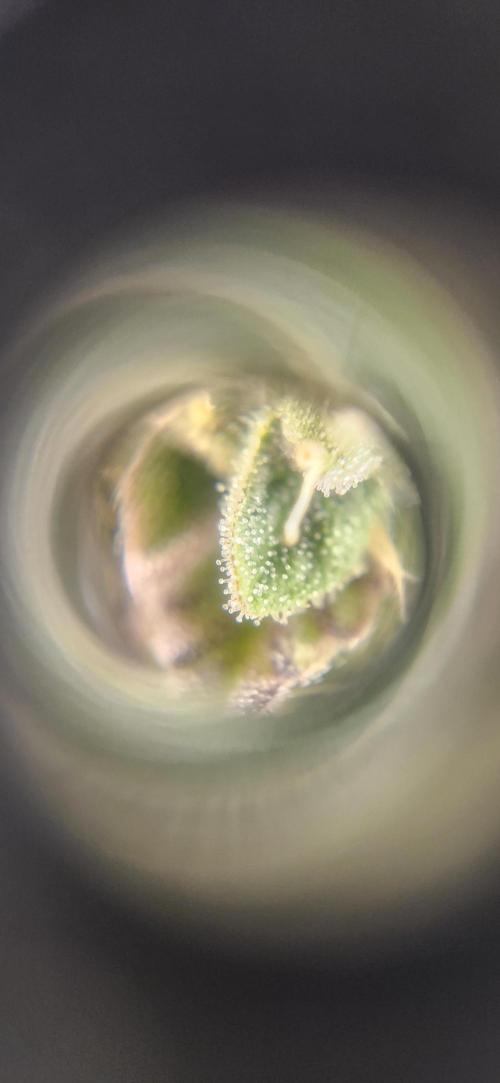 Kosher Kush White Label Freebie. Week 13