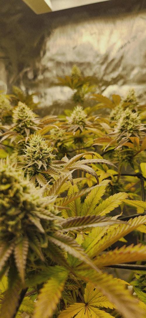 Kosher Kush White Label Freebie. Week 13