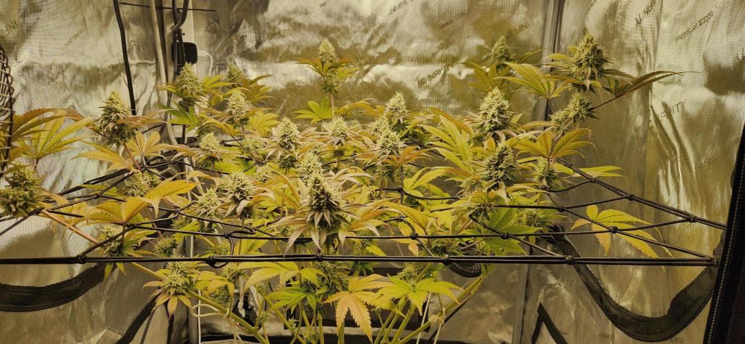 Kosher Kush White Label Freebie. Week 13