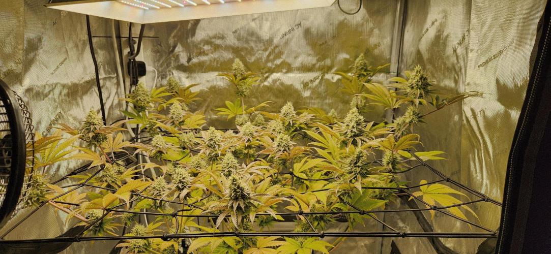 Kosher Kush White Label Freebie. Week 13