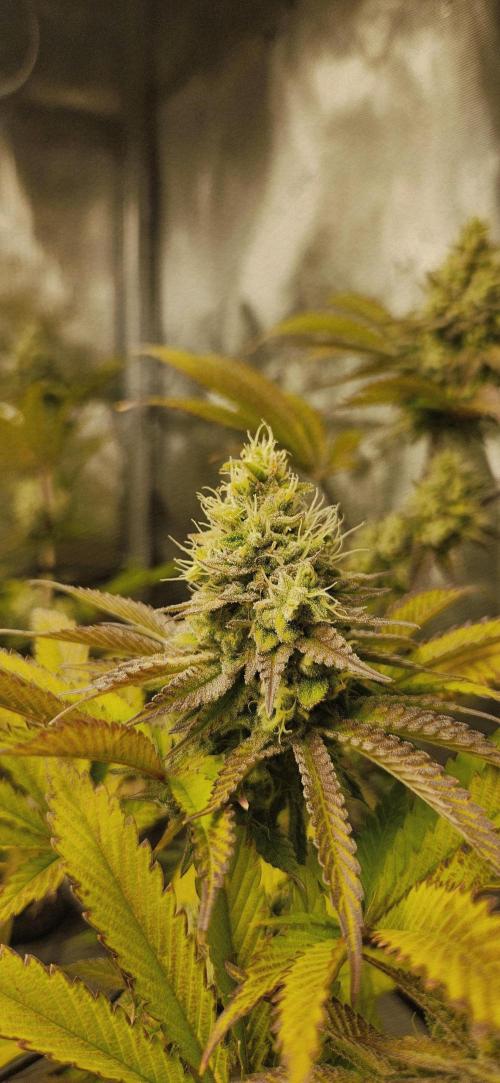 Kosher Kush White Label Freebie. Week 13