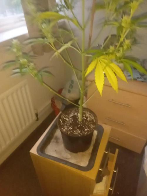First grow in new place