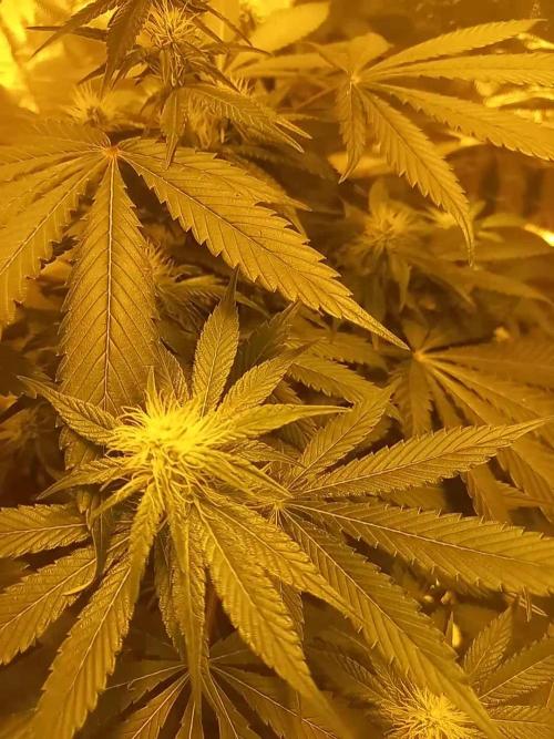 First grow in new place