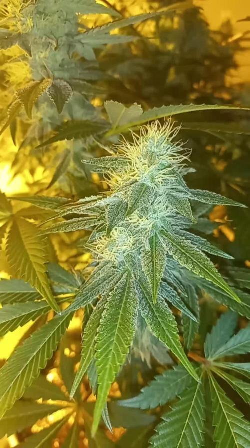 First grow in new place