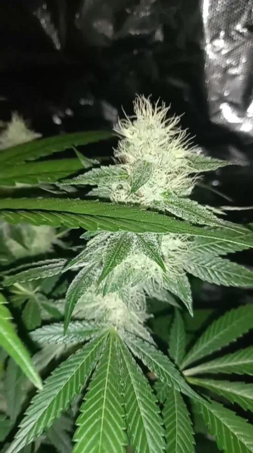 First grow in new place