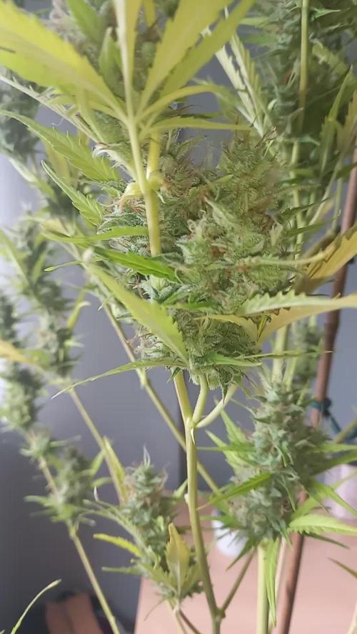 First grow in new place