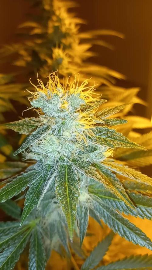 First grow in new place