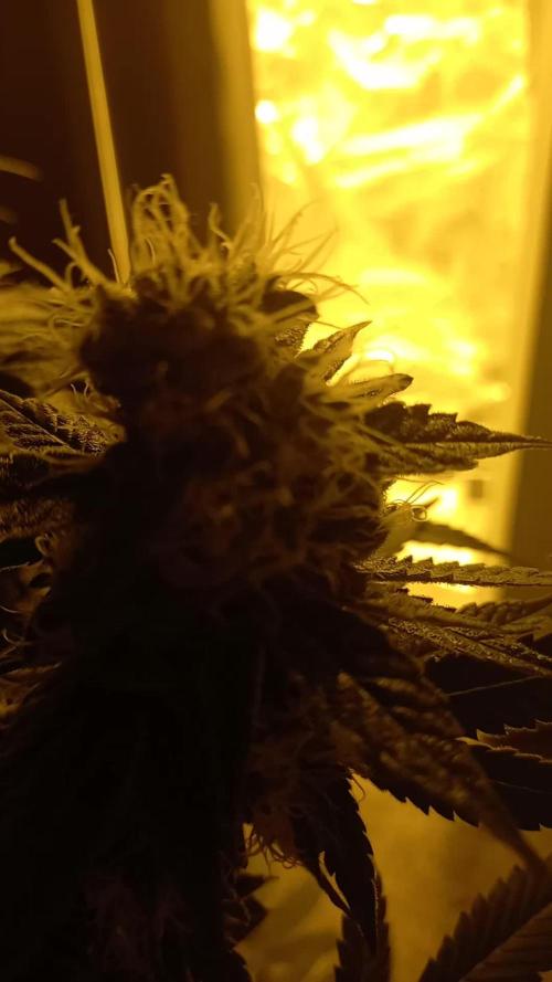 First grow in new place