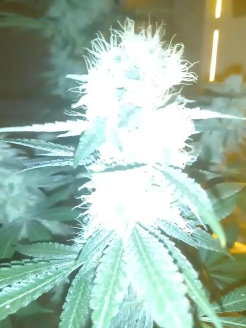 First grow in new place