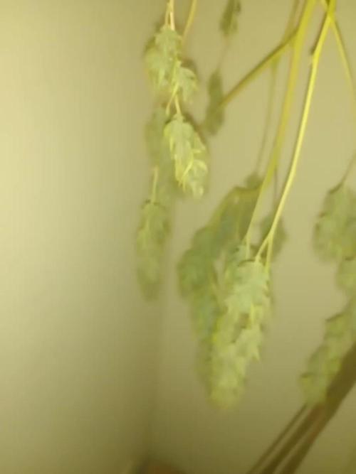 First grow in new place