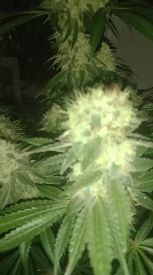 First grow in new place