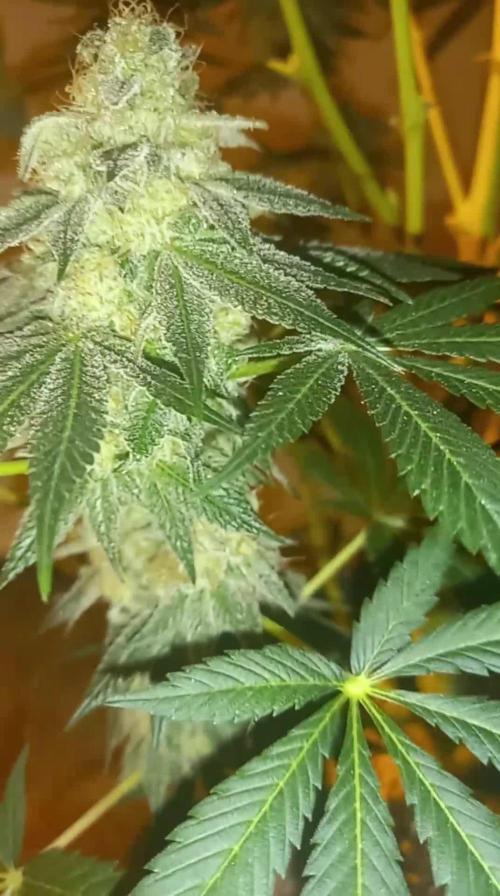 First grow in new place