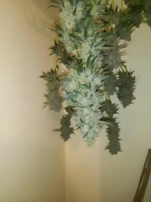 First grow in new place