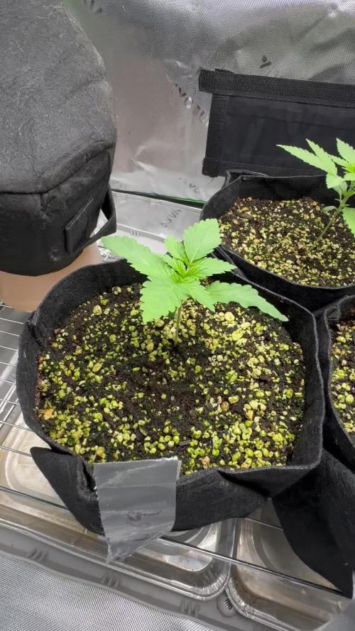 Second Grow