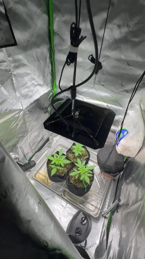 Second Grow