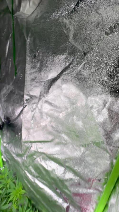 Second Grow