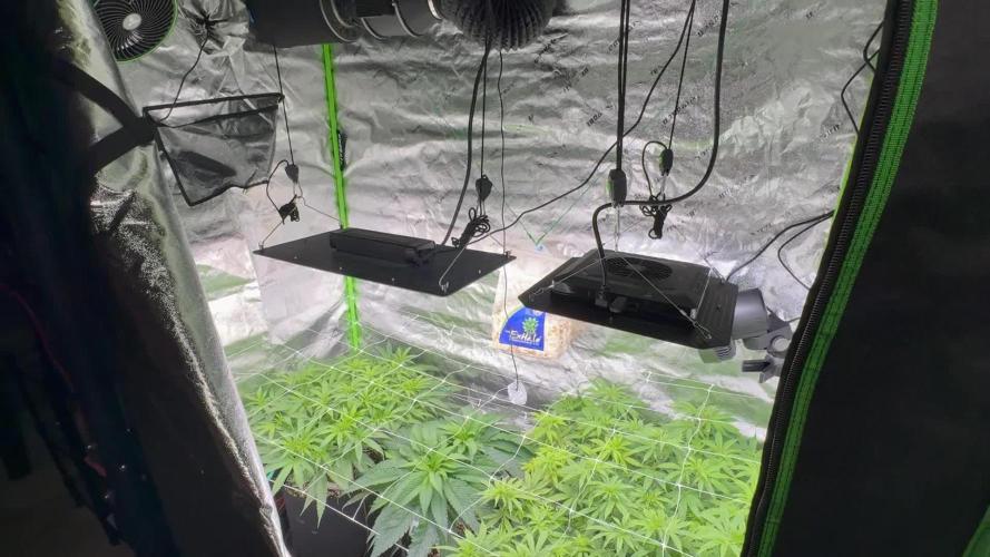 Second Grow