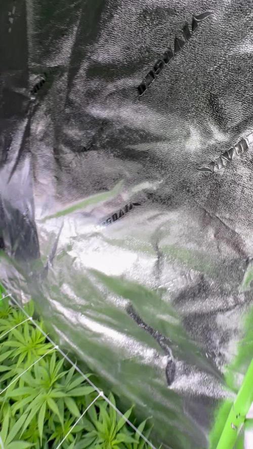 Second Grow