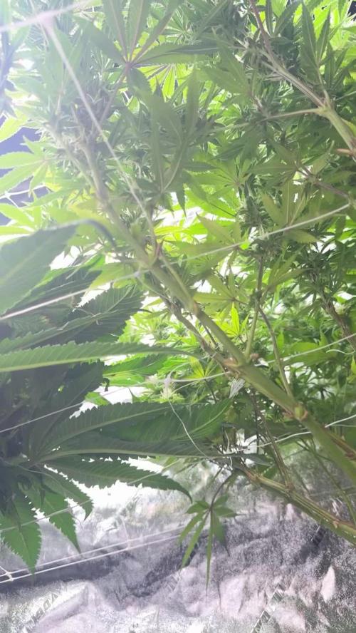 Second Grow