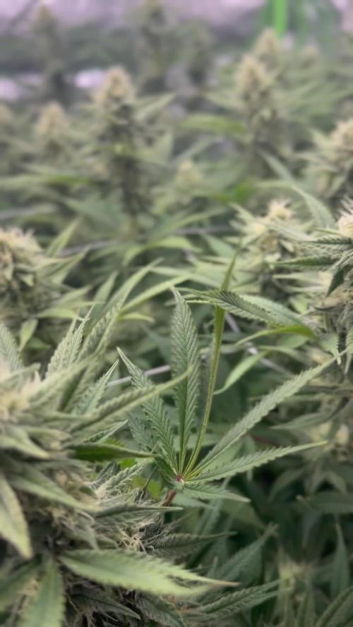 Second Grow