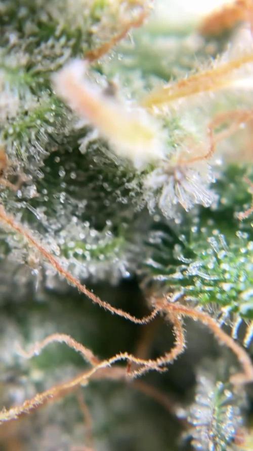 Second Grow