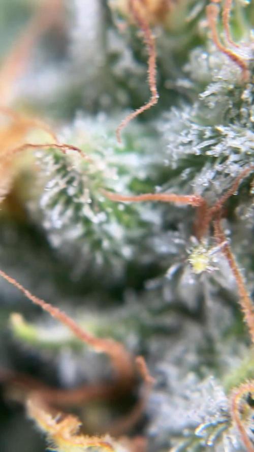 Second Grow
