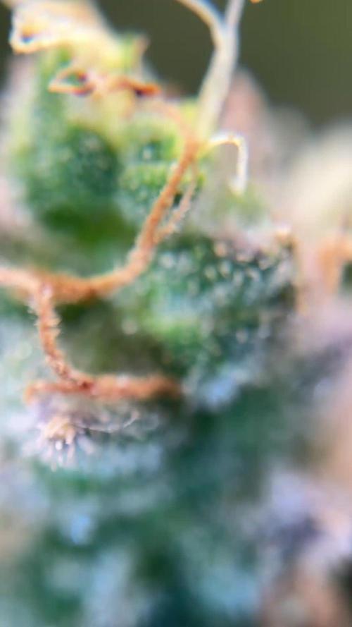 Second Grow