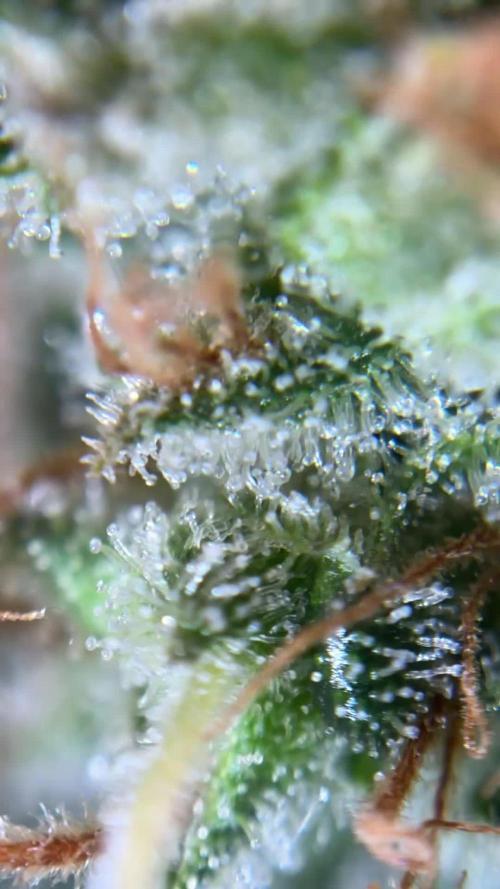 Second Grow