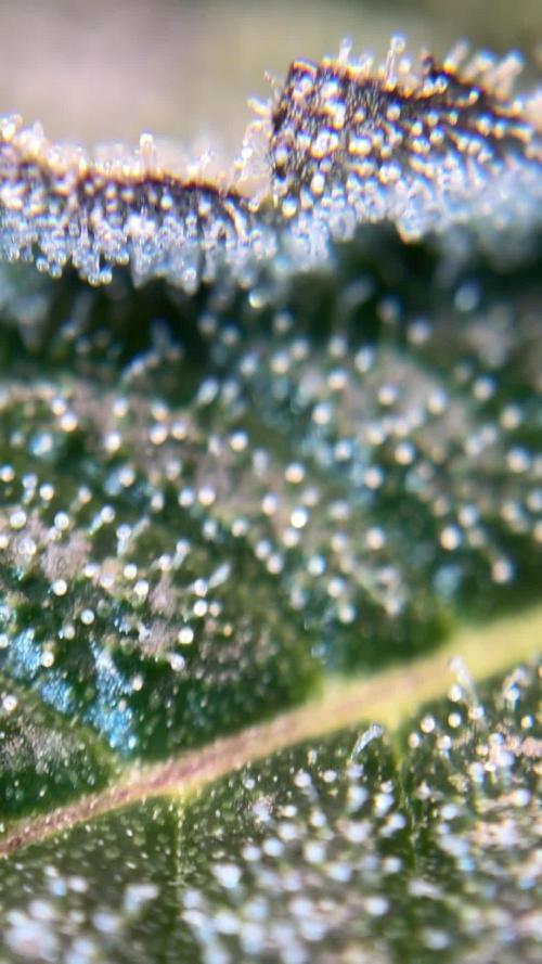 Second Grow