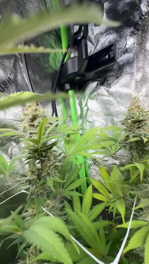 Second Grow