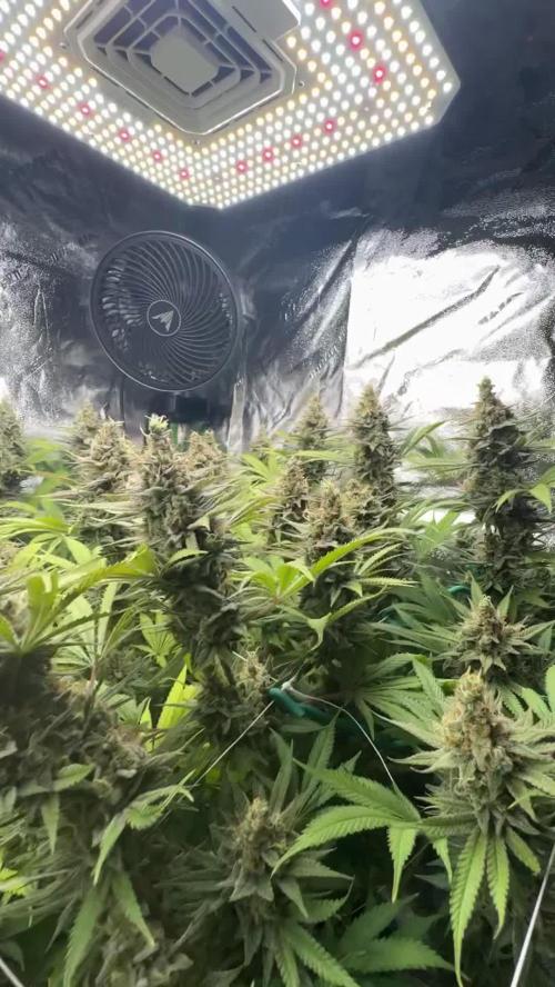 Second Grow