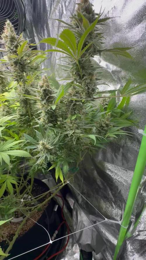Second Grow