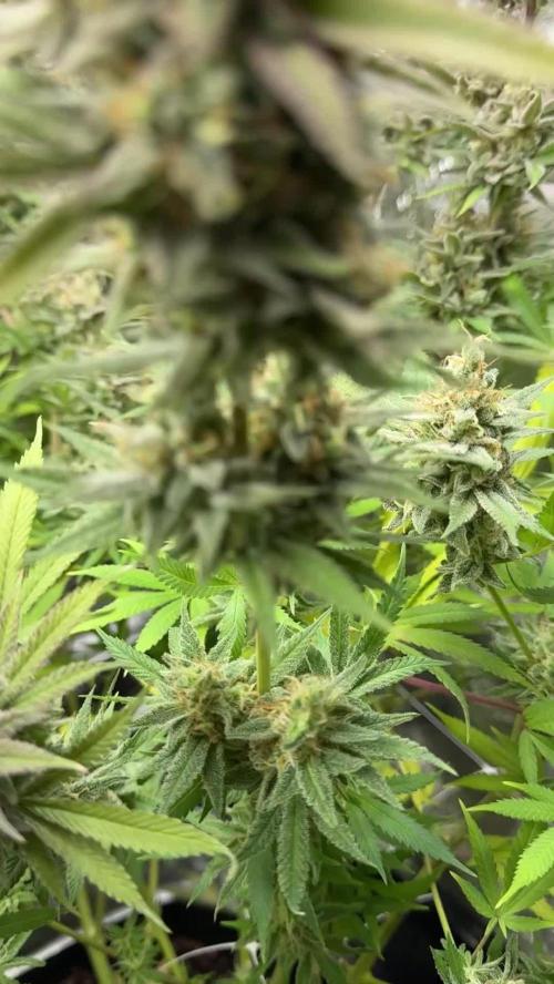 Second Grow
