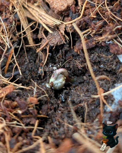 FEM 9 Photo Tester - Catlife420. Week 1 - 10-25
Day 1